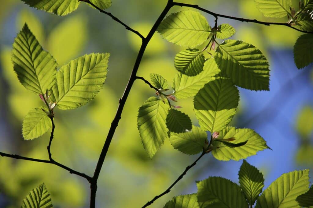 Hêtre