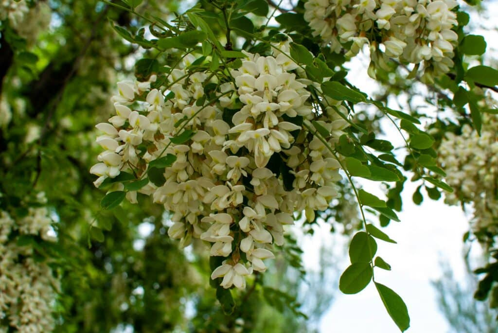 Acacia